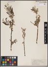 Foto von Salix candida Flüggé ex Willd.